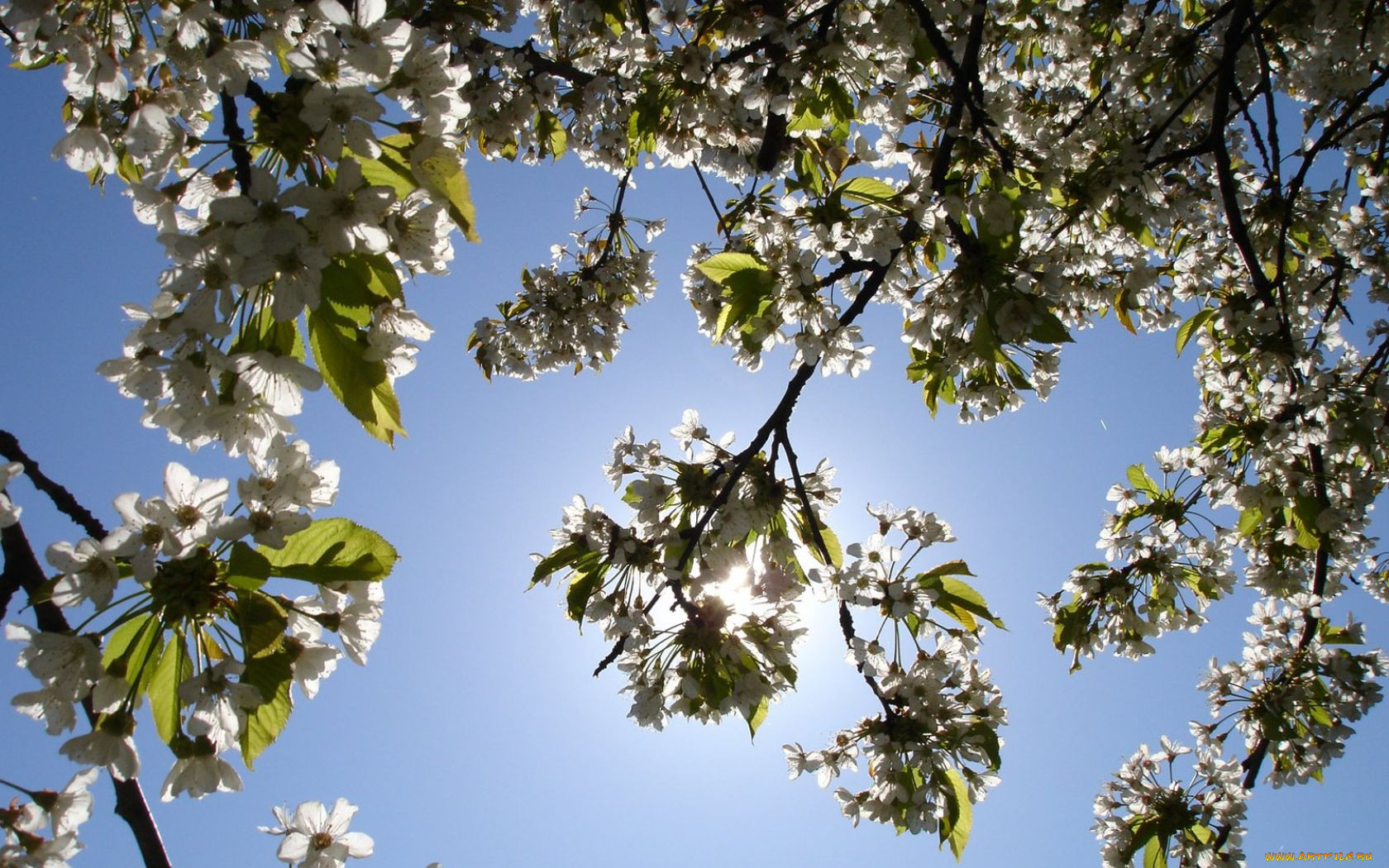 Весна цветущие деревья солнце